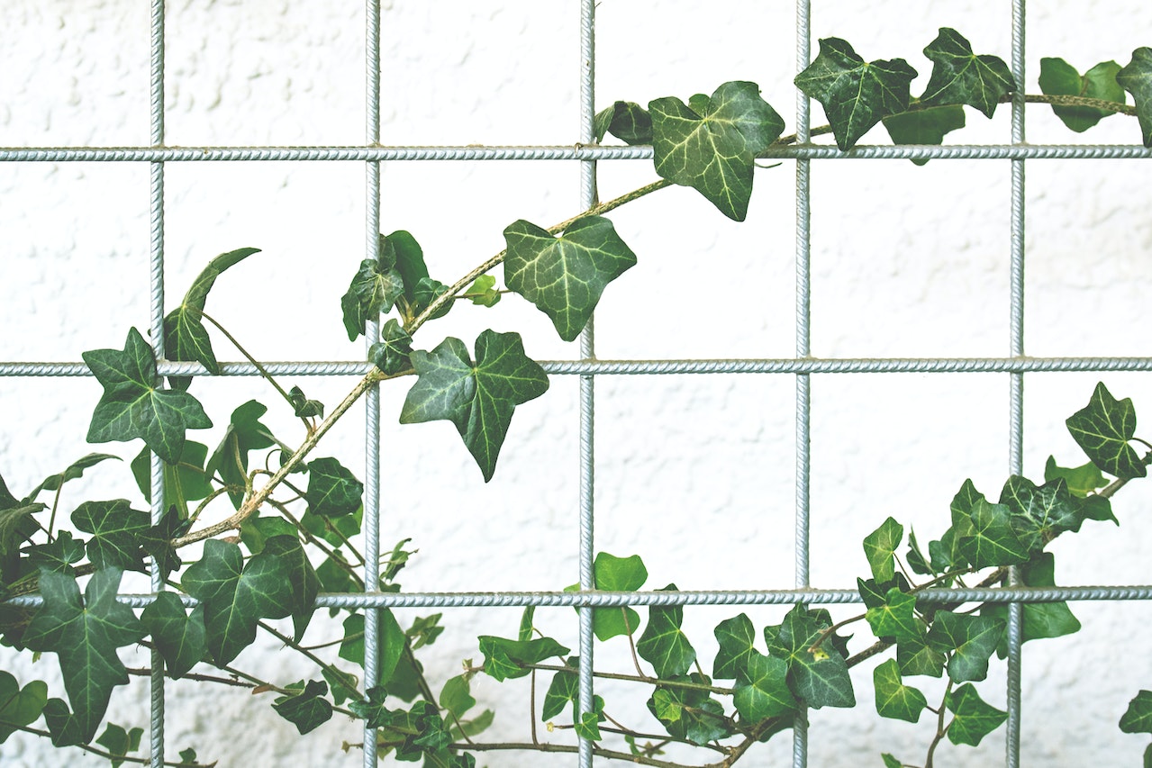 Edera indoor